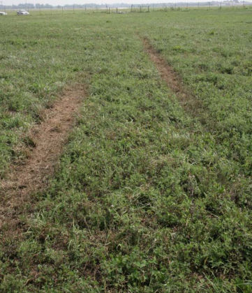 Figure 5 — Close-up of ground scars in horse paddock.