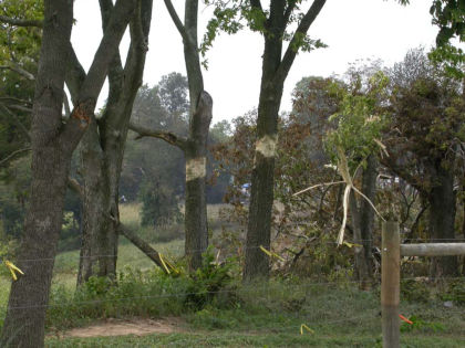 Figure 8: First Tree Strikes